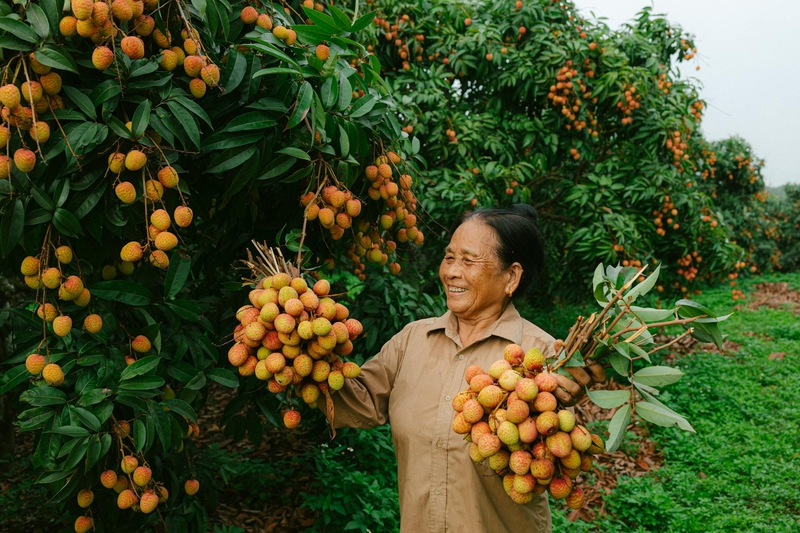 Phụ nữ, vườn vải, nông dân, lychee garden, woman, farmer - HONG SON 2