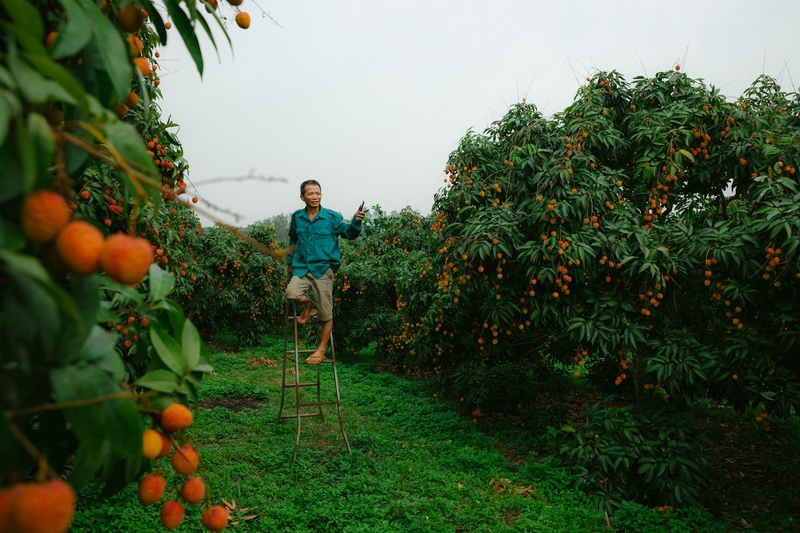 Đàn ông, vườn vải, nông dân, lychee garden, man, farmer - HONG SON 2