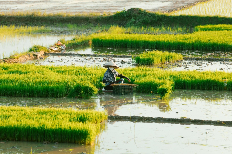 Nông dân, farmer, farm, cấy lúa, trồng lúa, nông thôn, miền quê, Việt Nam - HONG SON 16