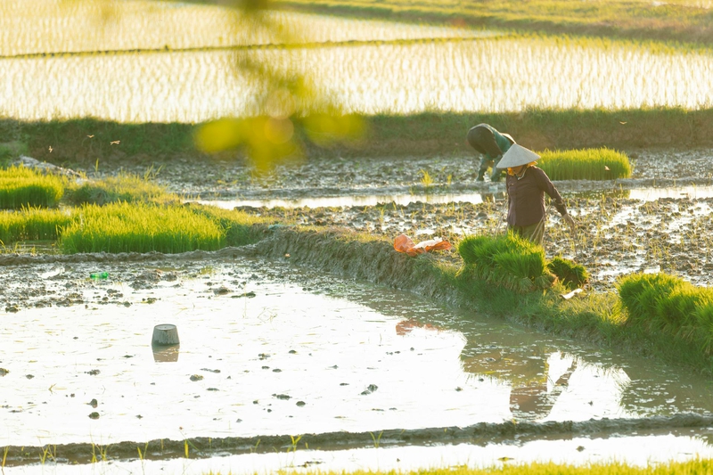 Nông dân, farmer, farm, cấy lúa, trồng lúa, nông thôn, miền quê, Việt Nam - HONG SON 8