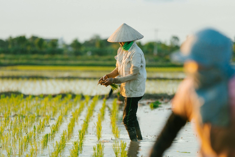 Nông dân, farmer, farm, cấy lúa, trồng lúa, nông thôn, miền quê, Việt Nam - HONG SON 10