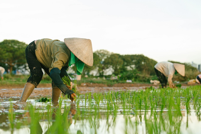 Cánh đồng, đồng ruộng, nông dân, làm lúa, field, paddy field, farmer, rice farming - HONG SON 17