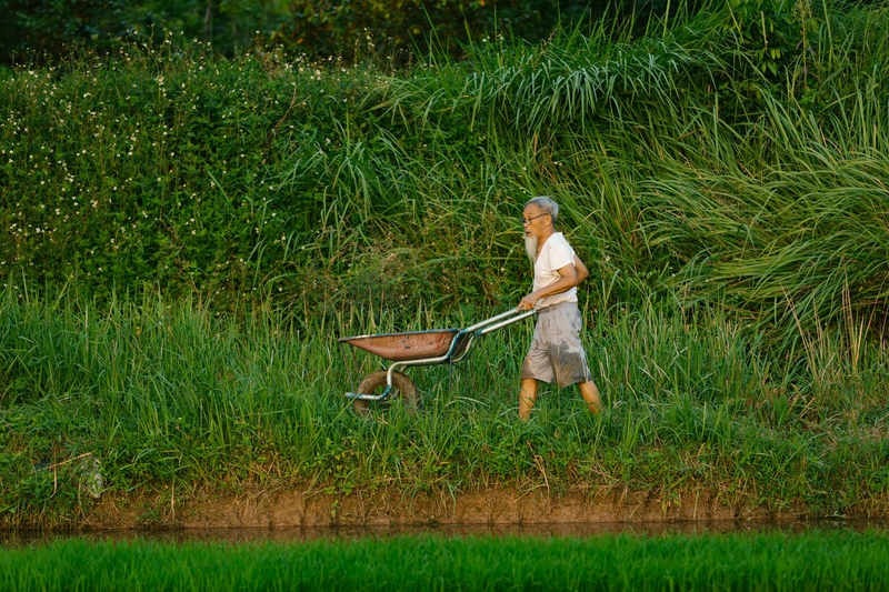 Cánh đồng, đồng ruộng, nông dân, làm lúa, field, paddy field, farmer, rice farming - HONG SON 9