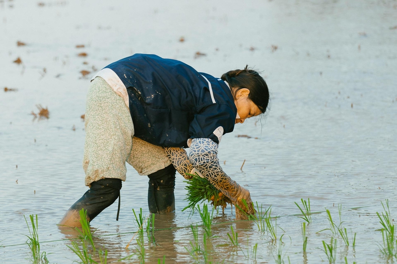 Nông dân, farmer, farm, cấy lúa, trồng lúa, nông thôn, miền quê, Việt Nam - HONG SON 2