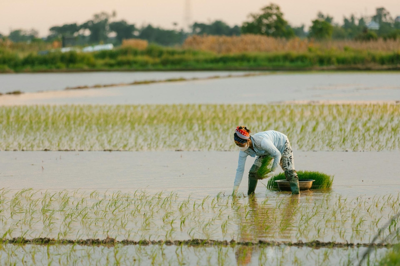 Cánh đồng, đồng ruộng, nông dân, làm lúa, field, paddy field, farmer, rice farming - HONG SON 6