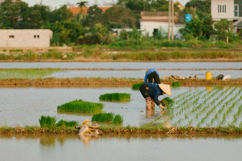Cánh đồng, đồng ruộng, nông dân, làm lúa, field, paddy field, farmer, rice farming - HONG SON 7