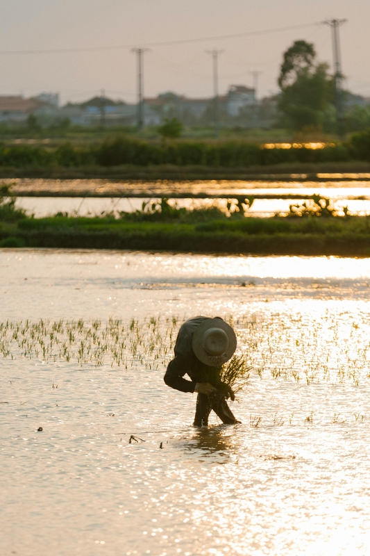 Nông dân, farmer, farm, cấy lúa, trồng lúa, nông thôn, miền quê, Việt Nam - HONG SON 3