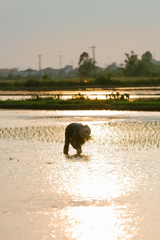 Nông dân, farmer, farm, cấy lúa, trồng lúa, nông thôn, miền quê, Việt Nam - HONG SON 4