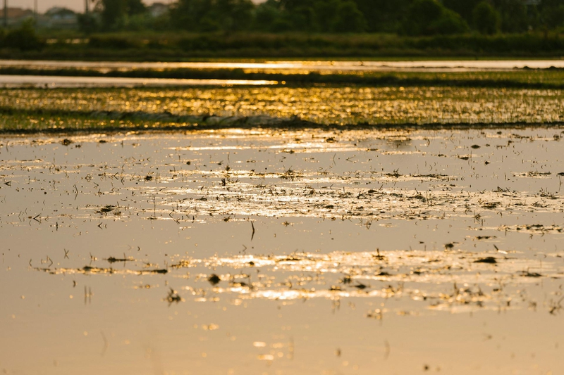 Cánh đồng, đồng ruộng, nông dân, làm lúa, field, paddy field, farmer, rice farming - HONG SON 1