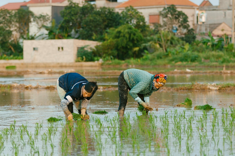Nông dân, farmer, farm, cấy lúa, trồng lúa, nông thôn, miền quê, Việt Nam - HONG SON 7