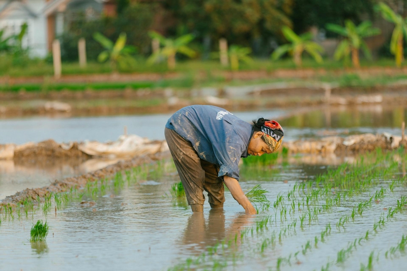 Cánh đồng, đồng ruộng, nông dân, làm lúa, field, paddy field, farmer, rice farming - HONG SON 4