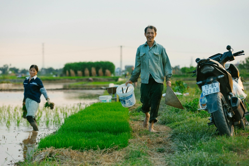 Nông dân, farmer, farm, cấy lúa, trồng lúa, nông thôn, miền quê, Việt Nam - HONG SON 5