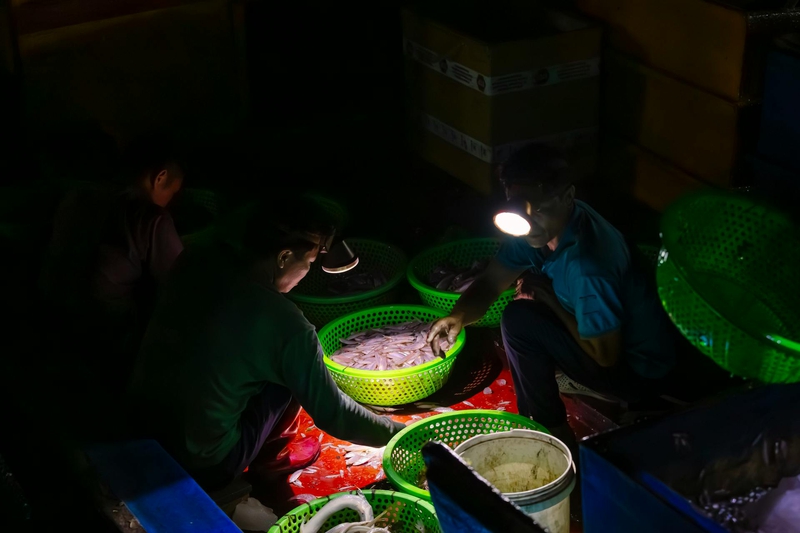 Ngư dân, làng cá, bán cá, fishermen, fishing village, selling fish- HONG SON 4