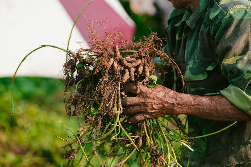 Nông dân, làm ruộng, cánh đồng, đậu phộng, farmer, farming, field, peanuts- HONG SON 1