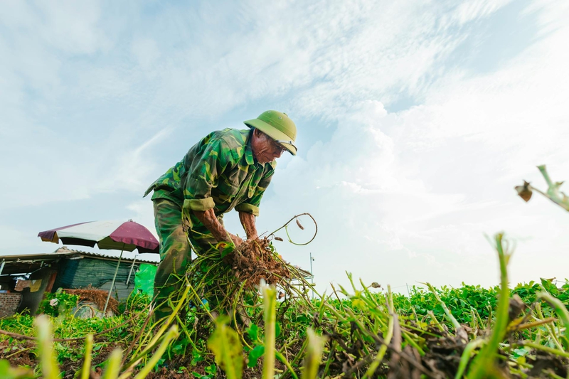 Nông dân, làm ruộng, cánh đồng, đậu phộng, farmer, farming, field, peanuts- HONG SON 2