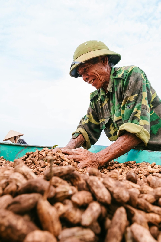 Nông dân, làm ruộng, cánh đồng, đậu phộng, farmer, farming, field, peanuts- HONG SON 3