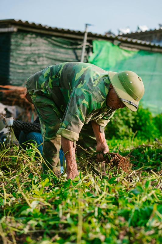 Nông dân, làm ruộng, cánh đồng, đậu phộng, farmer, farming, field, peanuts- HONG SON 4