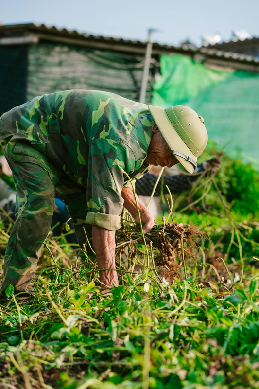 Nông dân, làm ruộng, cánh đồng, đậu phộng, farmer, farming, field, peanuts- HONG SON 5