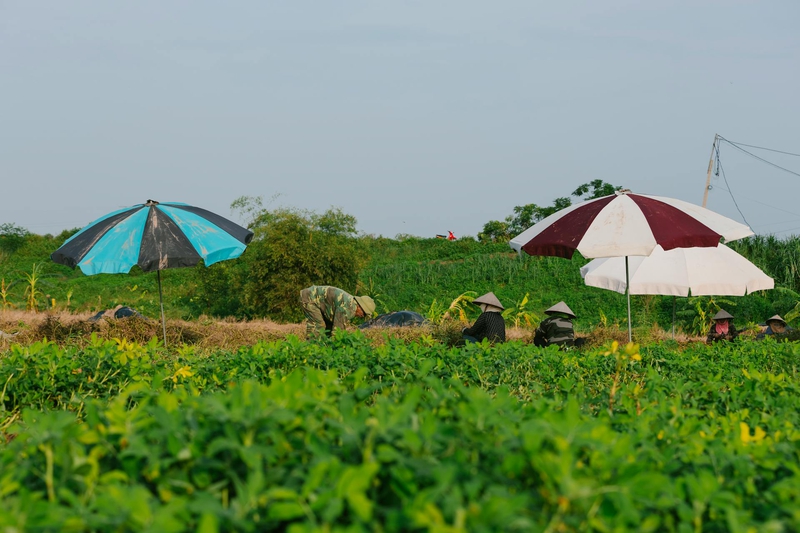 Nông dân, làm ruộng, cánh đồng, đậu phộng, farmer, farming, field, peanuts- HONG SON 6