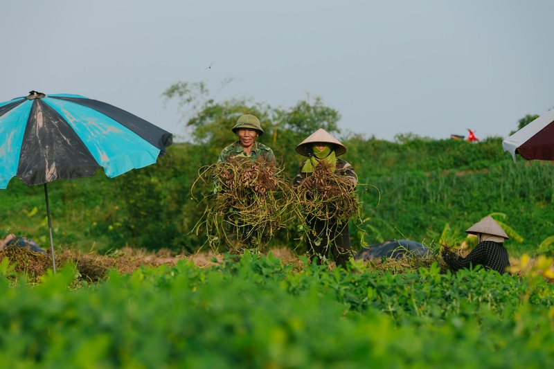 Nông dân, làm ruộng, cánh đồng, đậu phộng, farmer, farming, field, peanuts- HONG SON 7
