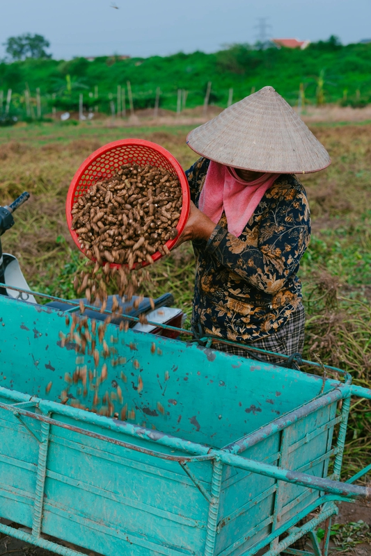 Nông dân, làm ruộng, cánh đồng, đậu phộng, farmer, farming, field, peanuts- HONG SON 8