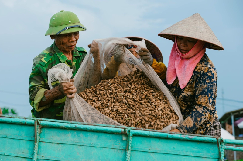 Nông dân, làm ruộng, cánh đồng, đậu phộng, farmer, farming, field, peanuts- HONG SON 9