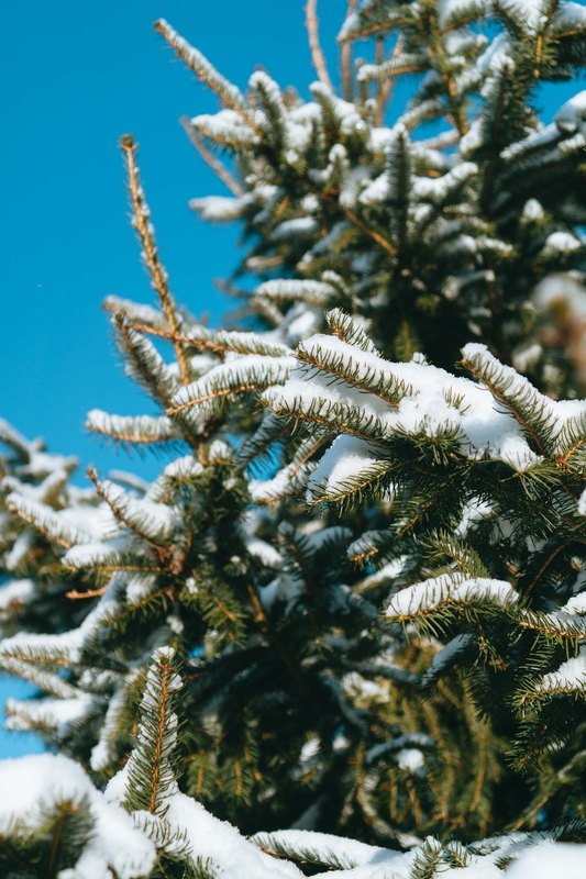 Giáng sinh, cây thông, tuyết, lạnh giá, màu đông, pine trees, snow, cold, winter - JacobS JS 1