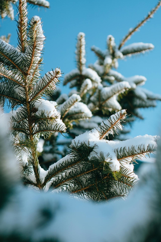 Giáng sinh, cây thông, tuyết, lạnh giá, màu đông, pine trees, snow, cold, winter - JacobS JS