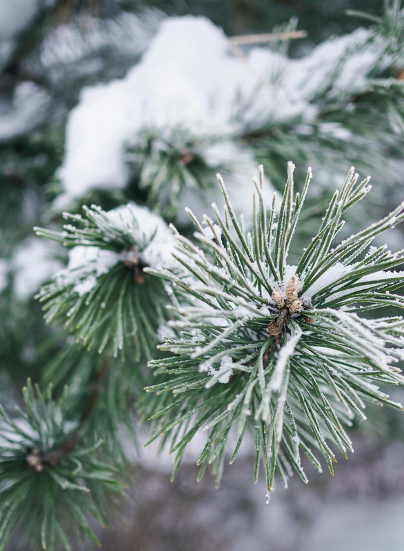 Giáng sinh, cây thông, tuyết, lạnh giá, màu đông, pine trees, snow, cold, winter - Viktorya Sergeeva