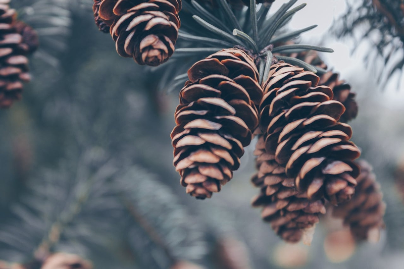 Giáng sinh, trái thông, thông khô, trang trí, christmas, pine cones, dried pine, decoration - Josh Sorenson