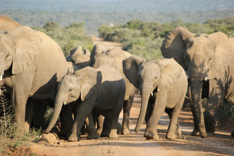 Con voi, đàn voi, hoang dã, động vật, rừng, elephant, herd of elephants, wild, animal, forest - Tomasz Dworczyk - Podróż za Milion Zdjęć 1