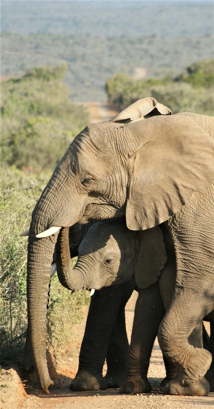 Con voi, đàn voi, hoang dã, động vật, rừng, elephant, herd of elephants, wild, animal, forest - Tomasz Dworczyk - Podróż za Milion Zdjęć 3