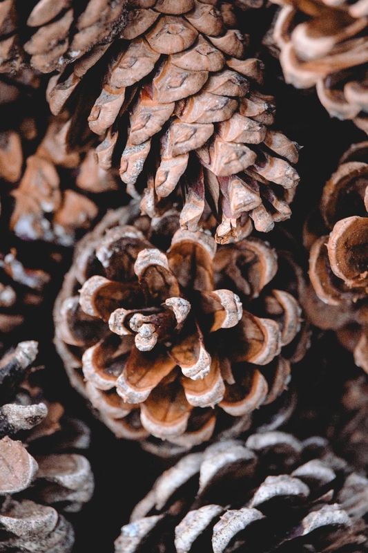 Giáng sinh, trái thông, thông khô, trang trí, christmas, pine cones, dried pine, decoration - Maurice Engelen