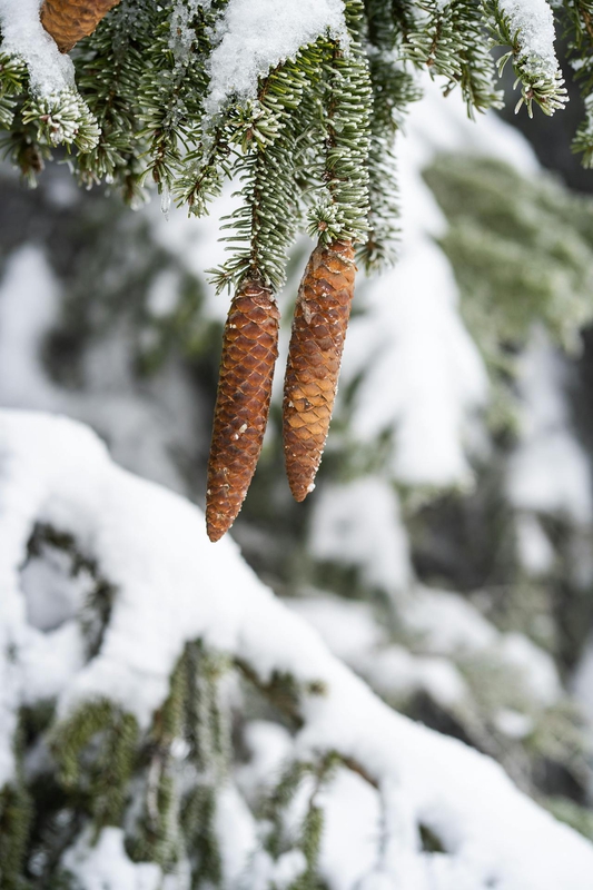 Giáng sinh, cây thông, tuyết, lạnh giá, màu đông, pine trees, snow, cold, winter -  Maximilian Oeverhaus