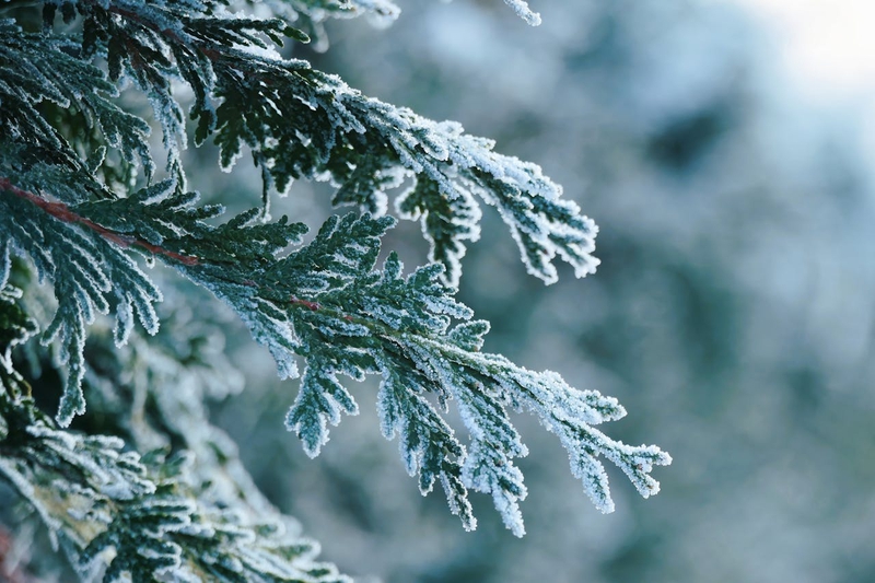 Giáng sinh, cây thông, tuyết, lạnh giá, màu đông, pine trees, snow, cold, winter - Michaela St
