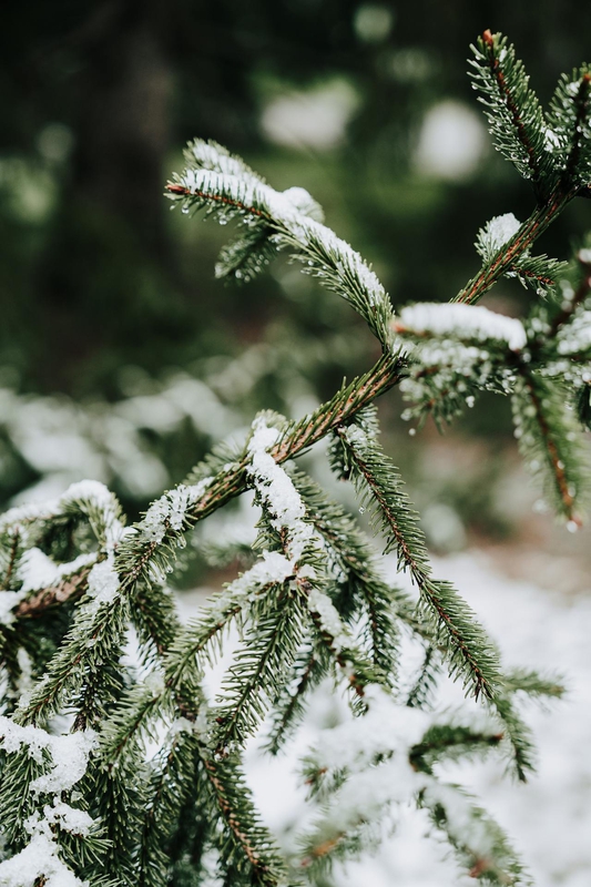 Giáng sinh, cây thông, tuyết, lạnh giá, màu đông, pine trees, snow, cold, winter - Ahmed