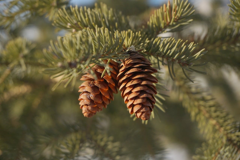 Giáng sinh, trái thông, thông khô, trang trí, christmas, pine cones, dried pine, decoration - Orbit Communication