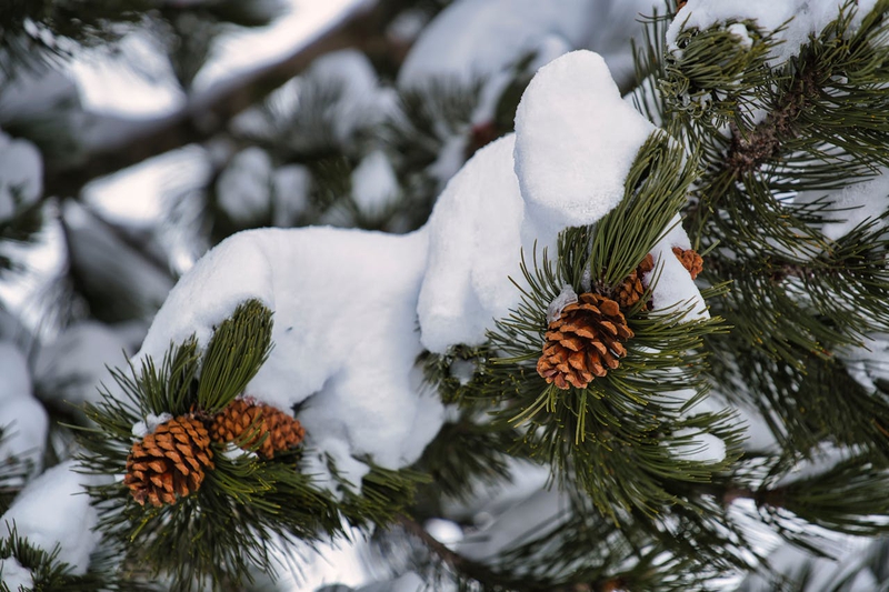 Giáng sinh, cây thông, quả thông, tuyết, lạnh giá, màu đông, pine trees, pine cone,snow, cold, winter - Sergio Zhukov