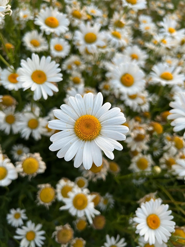 Hoa cúc, daisy, hoa, màu trắng, chrysanthemum, white- Pexels User