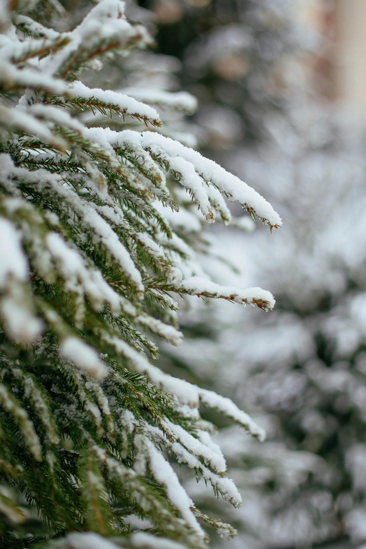 Giáng sinh, cây thông, tuyết, lạnh giá, màu đông, pine trees, snow, cold, winter - Valeria Boltneva