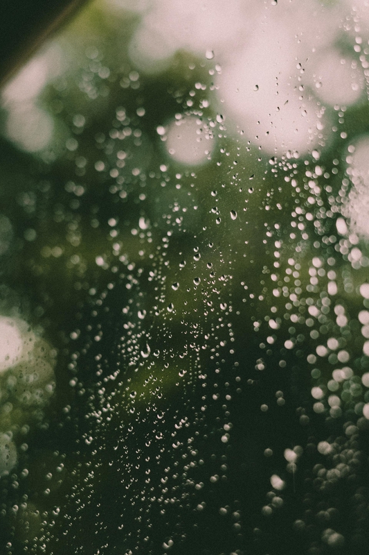 Mưa, hạt mưa, giọt nước, rain, raindrops, water drops - Plantpool images