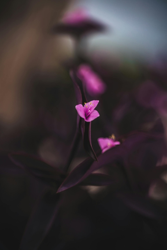 Hoa, mờ, flower, blur - Rafael Rodrigues