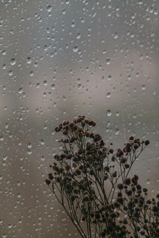 Cây, mưa, hạt mưa, giọt nước, rain, raindrops, water drops - Rahime Gül