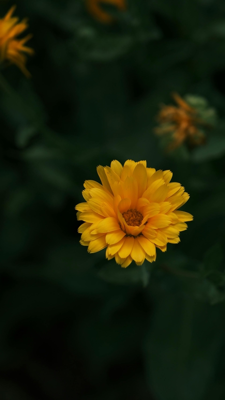 Hoa cúc, daisy, hoa, màu vàng, chrysanthemum, yellow-Rahime Gül