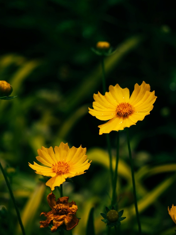 Hoa cúc, daisy, hoa, màu vàng, chrysanthemum, yellow-Rain Lü