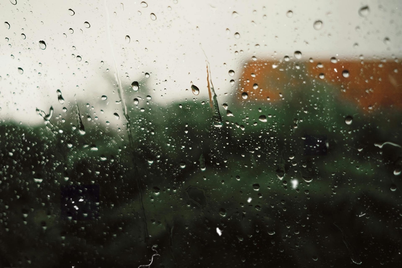 Cây, mưa, hạt mưa, giọt nước, rain, raindrops, water drops - Sami Aksu