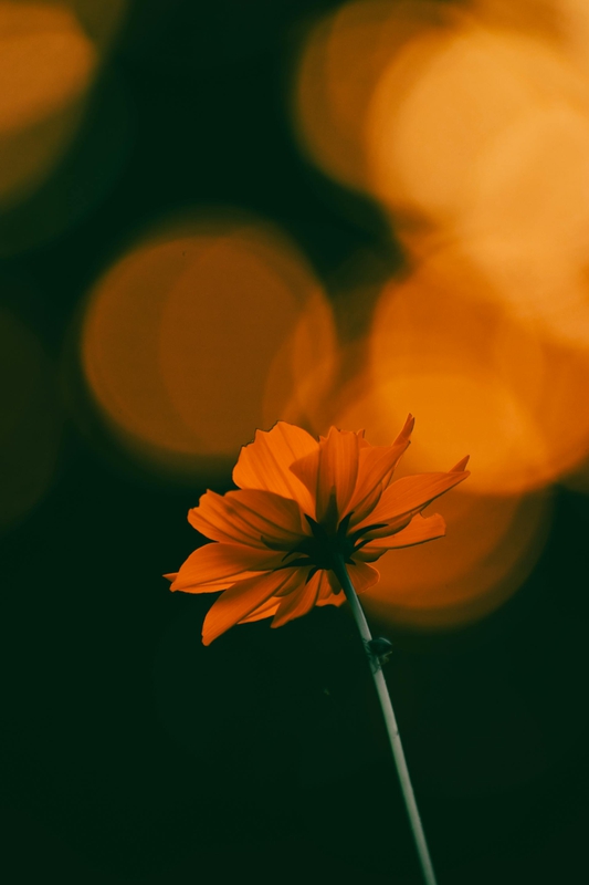 Hoa cúc, hoa, màu vàng, mờ, chrysanthemum, flower, yellow, blur - Sanjeev Kumar Maurya