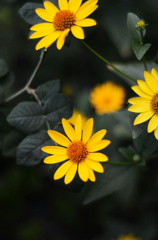 Hoa cúc, daisy, hoa, màu vàng, chrysanthemum, yellow-Саша Круглая