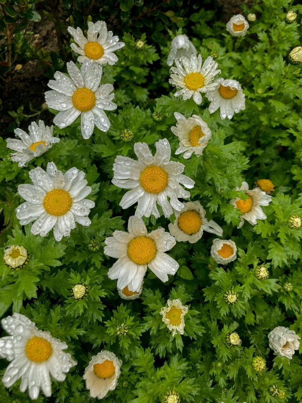 Hoa cúc, daisy, hoa, màu trắng, chrysanthemum, white- sevvalerol