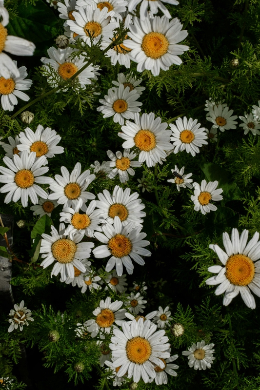 Hoa cúc, daisy, hoa, màu trắng, chrysanthemum, white- Svitlana Shakalova